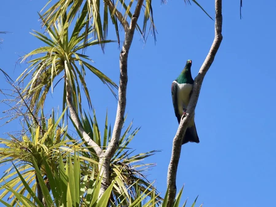 Kereru in Cabbage Tree