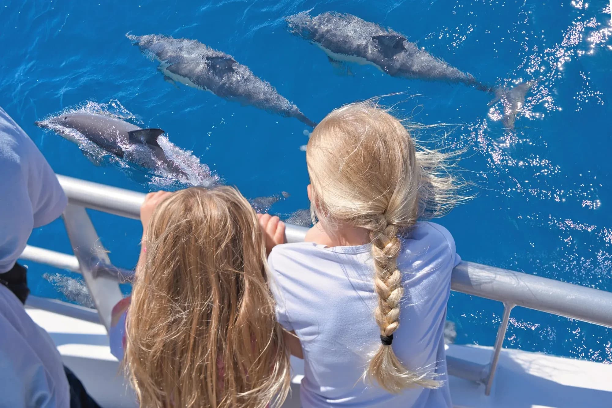 kids looking down at dolphins in the water