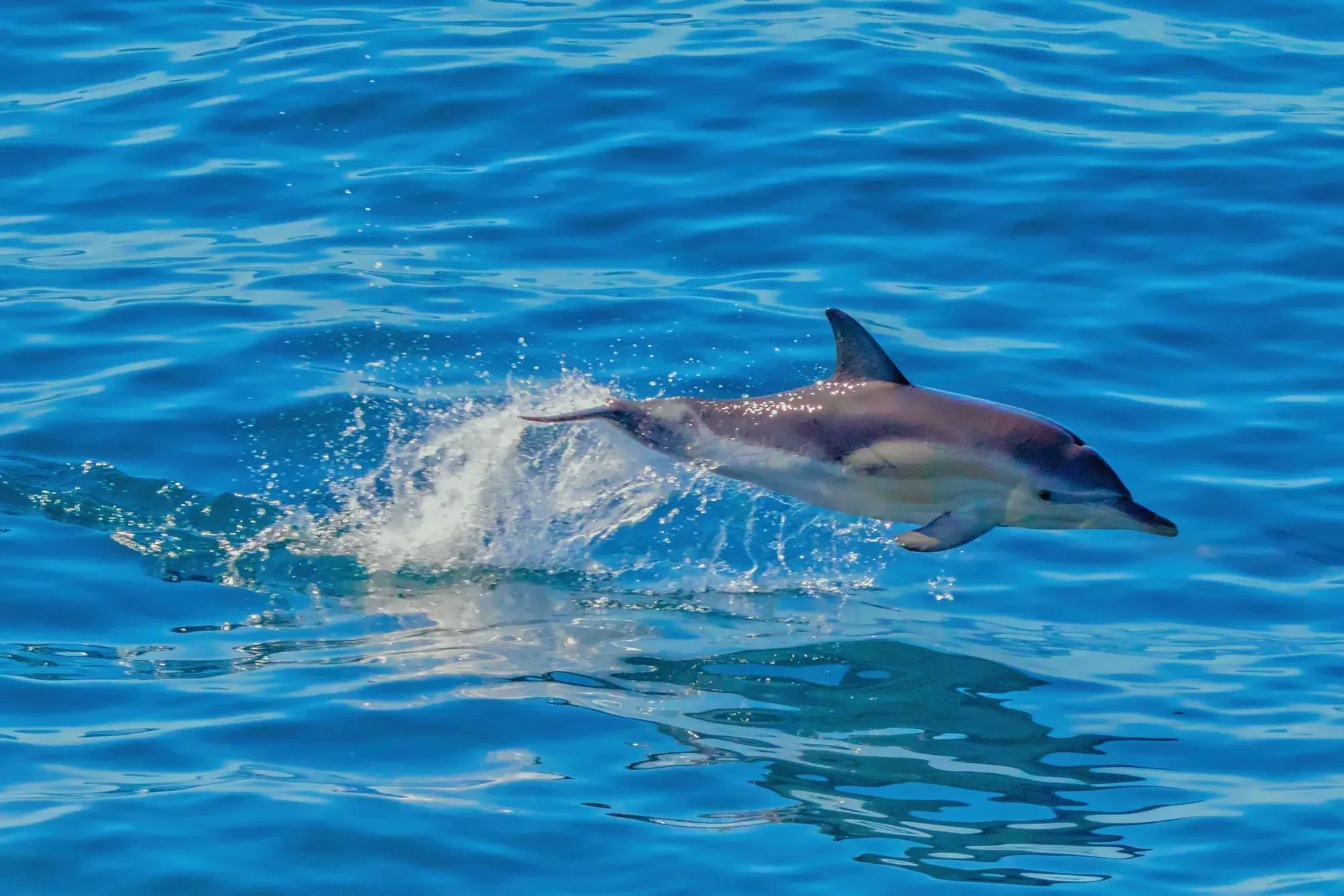 Home Whale & Dolphin Thumbnail