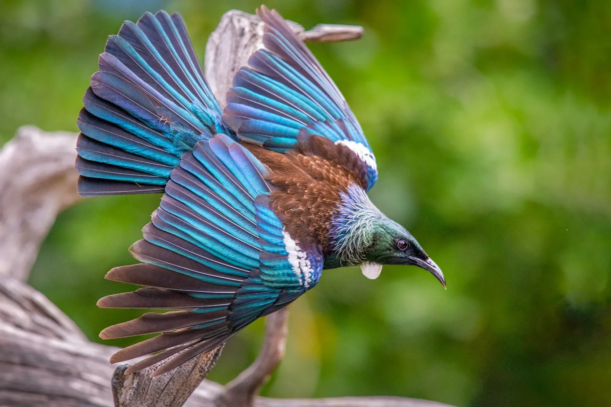 Tiritiri Matangi Island